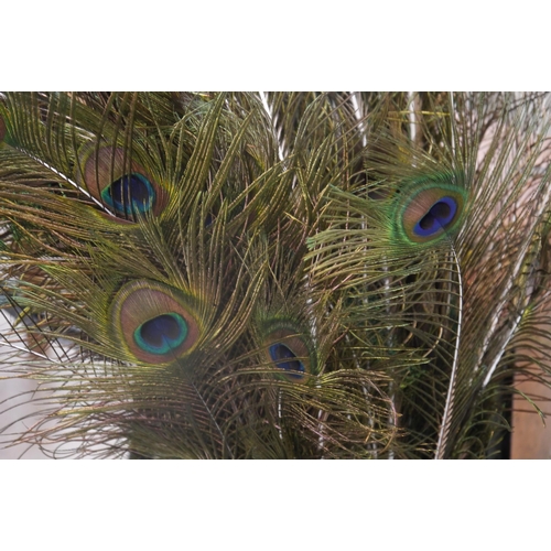 2056 - A quantity of peacock feathers