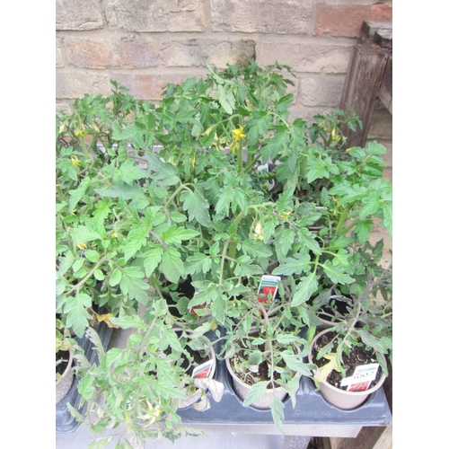 Lot 3007      