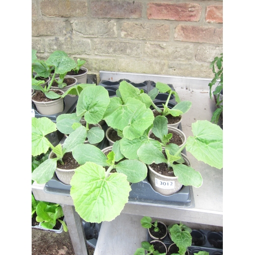Lot 3012      