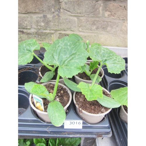 Lot 3016      