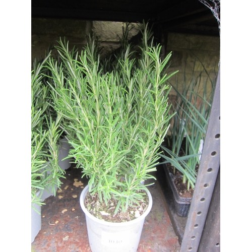 Lot 3030      