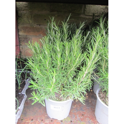 Lot 3031      