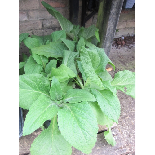 Lot 3049      