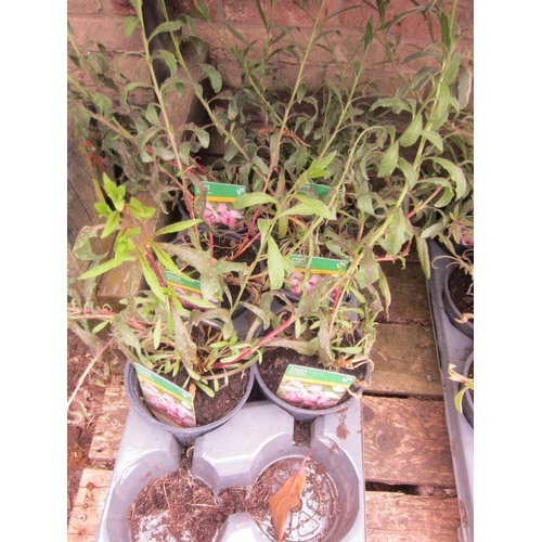 Lot 3055      