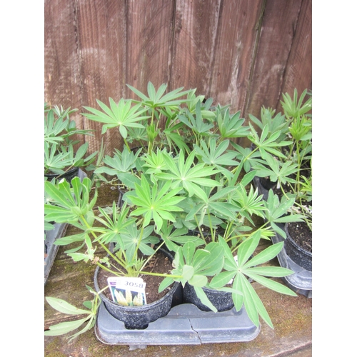 Lot 3058      