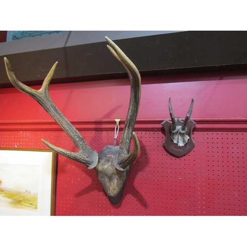 Lot 4049      
