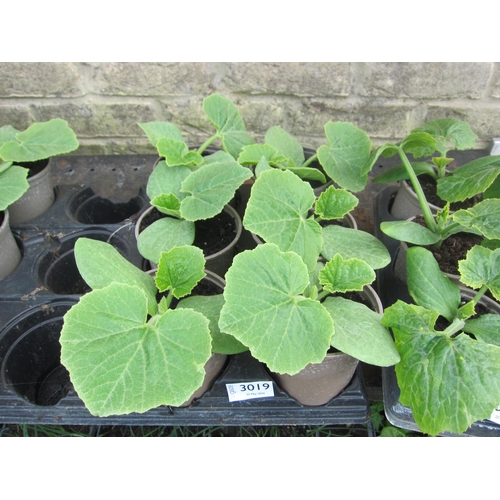 Lot 3019      
