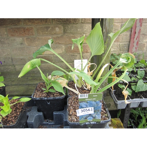 Lot 3056      