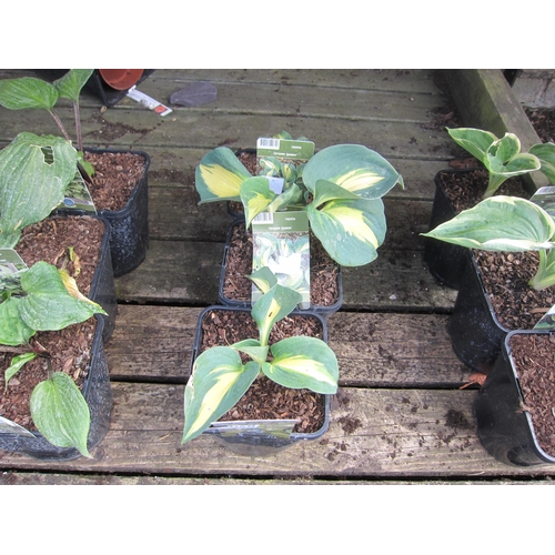 Lot 3058      