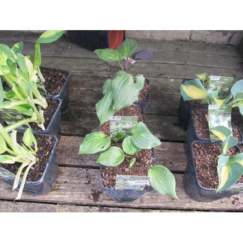 Lot 3059      