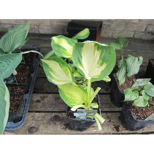 Lot 3060      