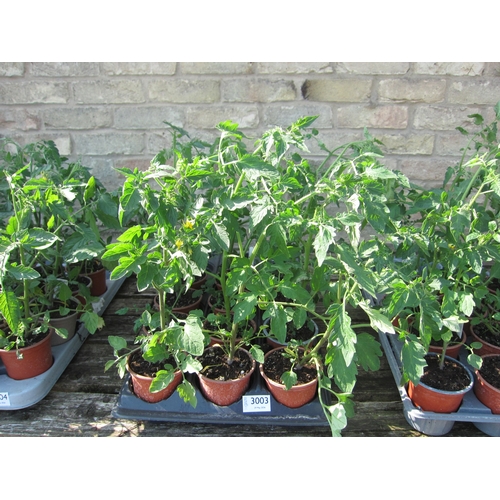 Lot 3003      