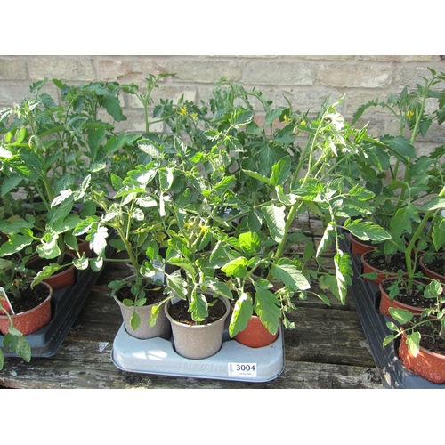 Lot 3004      
