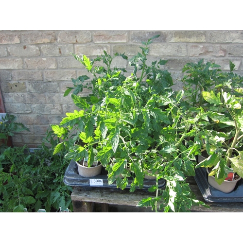 12 Tomato "Black Opal" plants