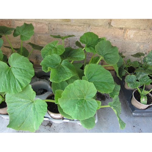 Lot 3016      