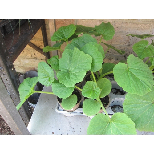 Lot 3017      