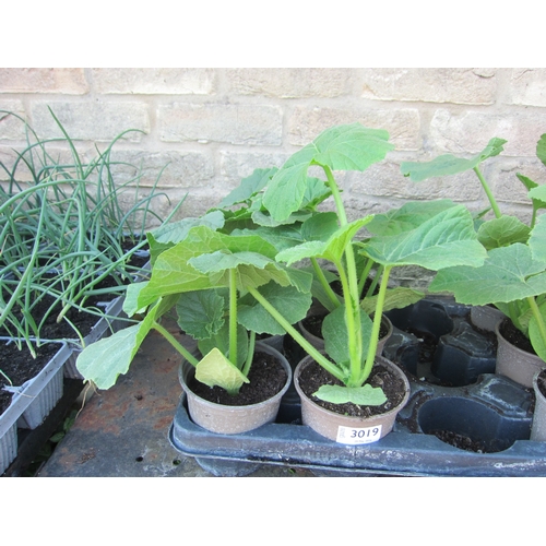 Lot 3019      