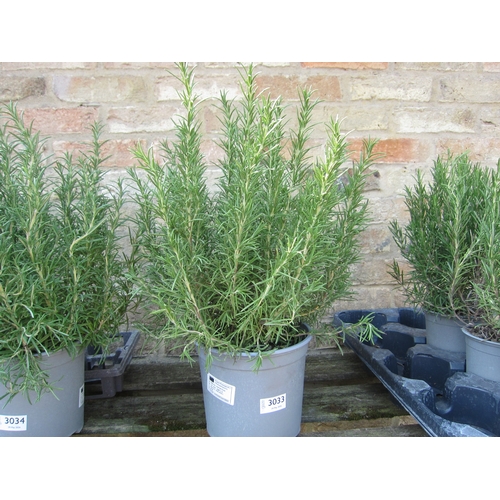 Lot 3033      