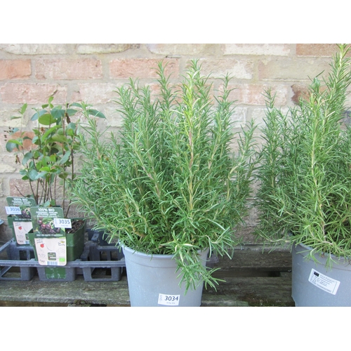 Lot 3034      
