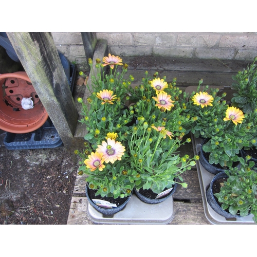 Lot 3059      