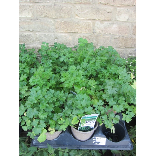 Lot 3016      