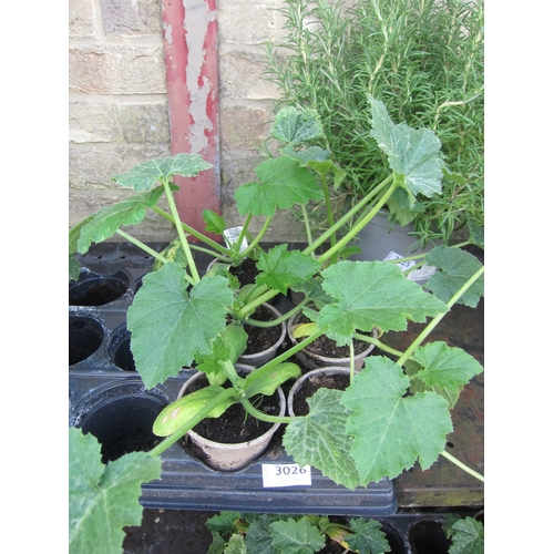 Lot 3026      