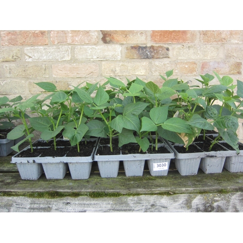 Lot 3030      