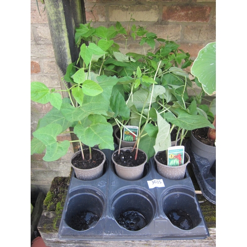 Lot 3035      