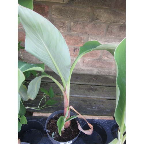 Lot 3038      
