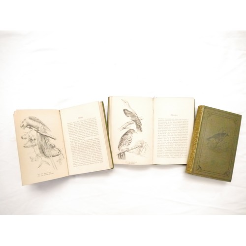 9059 - John Cotton; Robert Tyas: 'Beautiful Birds Described. Edited from the Manuscript of John Cotton, F.Z... 