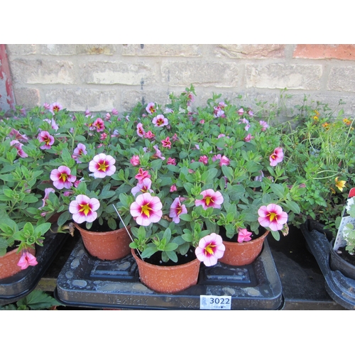 Lot 3022      