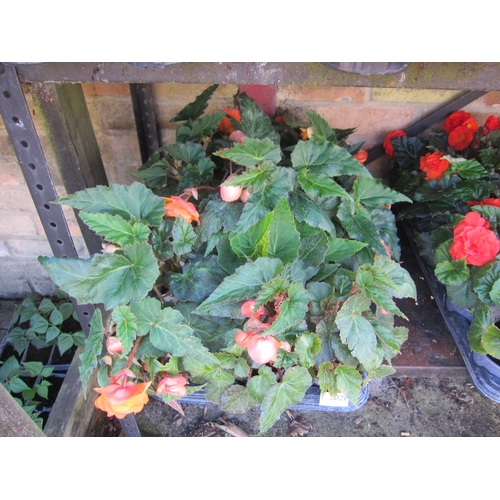 Lot 3026      