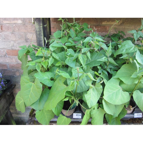 Lot 3034      