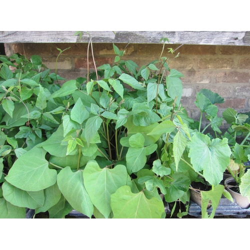 Lot 3035      