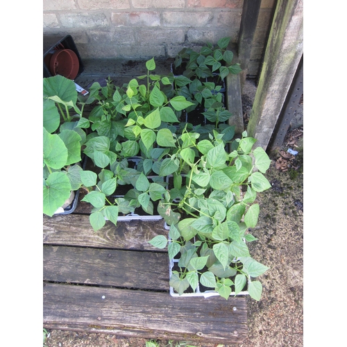 Lot 3041      