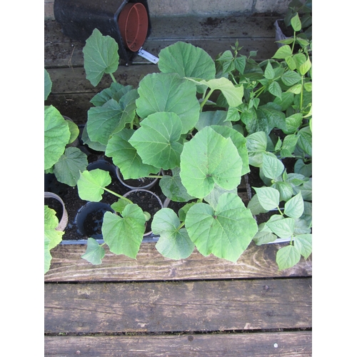 Lot 3042      