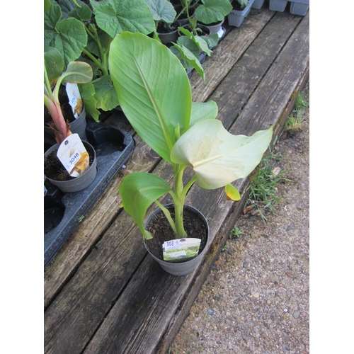 Lot 3053      