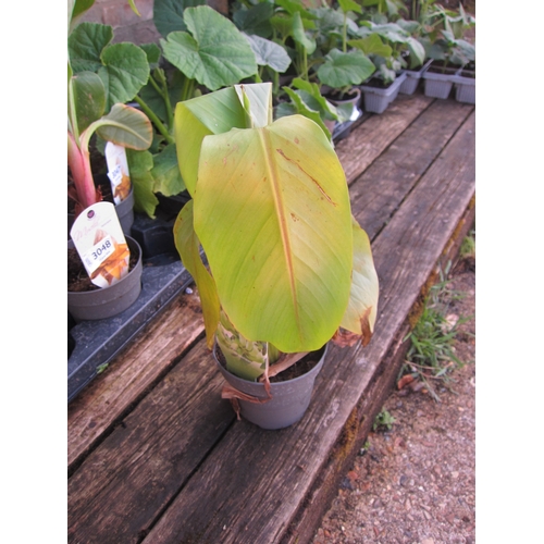 Lot 3055      