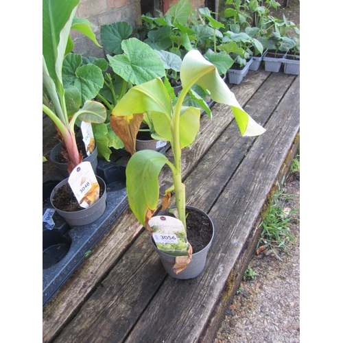 Lot 3056      