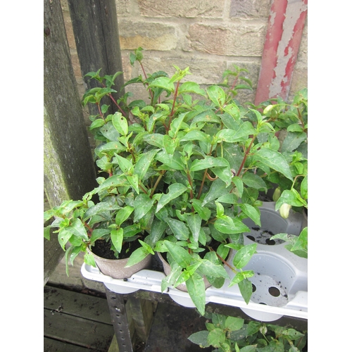 Lot 3024      