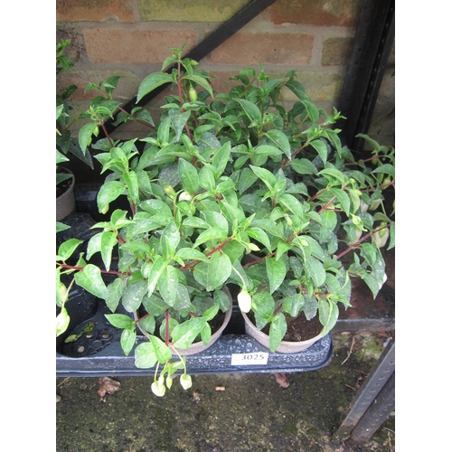 Lot 3025      