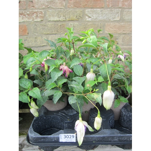 Lot 3029      