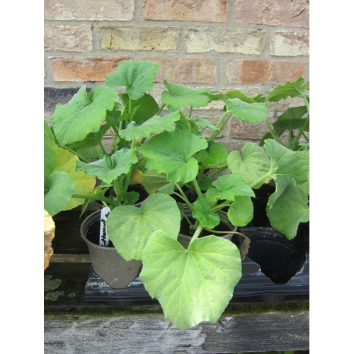 Lot 3036      