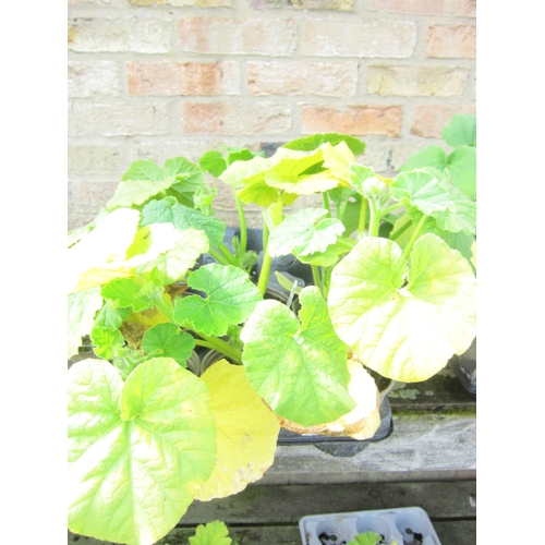 Lot 3037      
