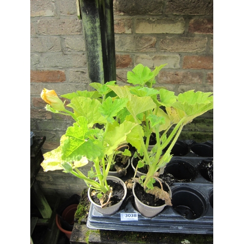 Lot 3038      