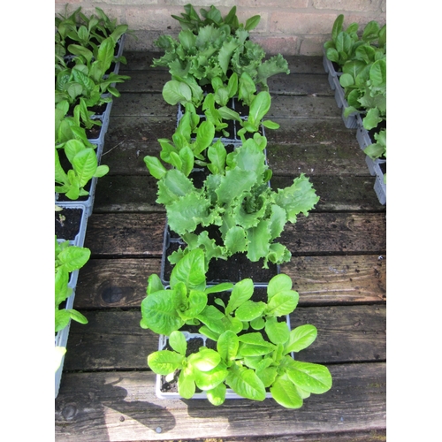 Lot 3048      