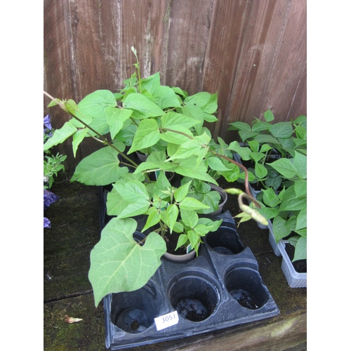 Lot 3051      