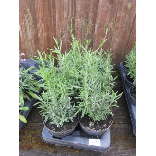 Lot 3054      