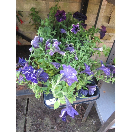 Lot 3017      