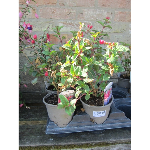 Lot 3030      